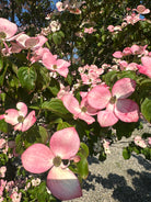Rosa og stjerneformede højblade på grenene af en 'Satomi' koreakornel.