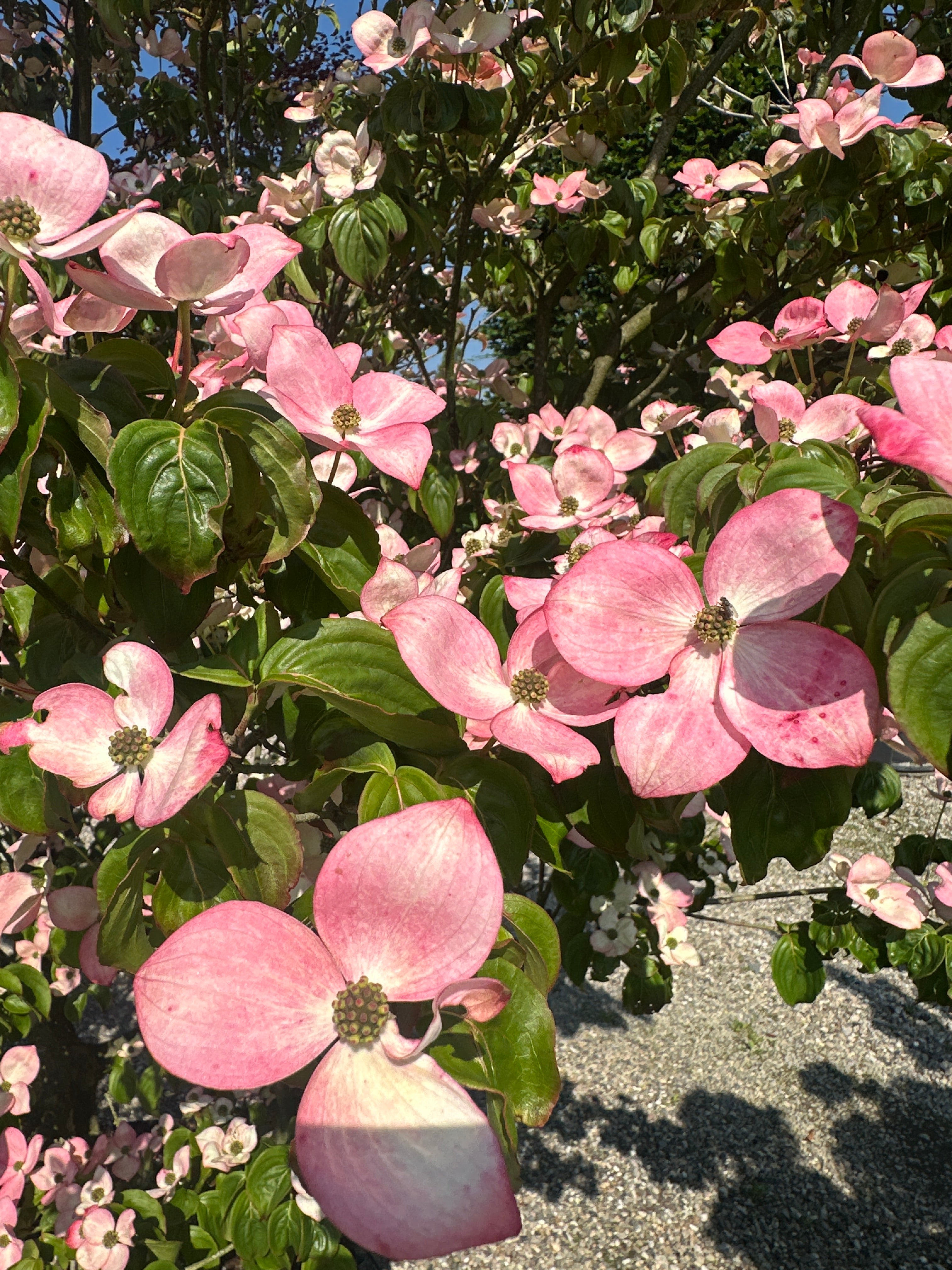 Rosa og stjerneformede højblade på grenene af en 'Satomi' koreakornel.