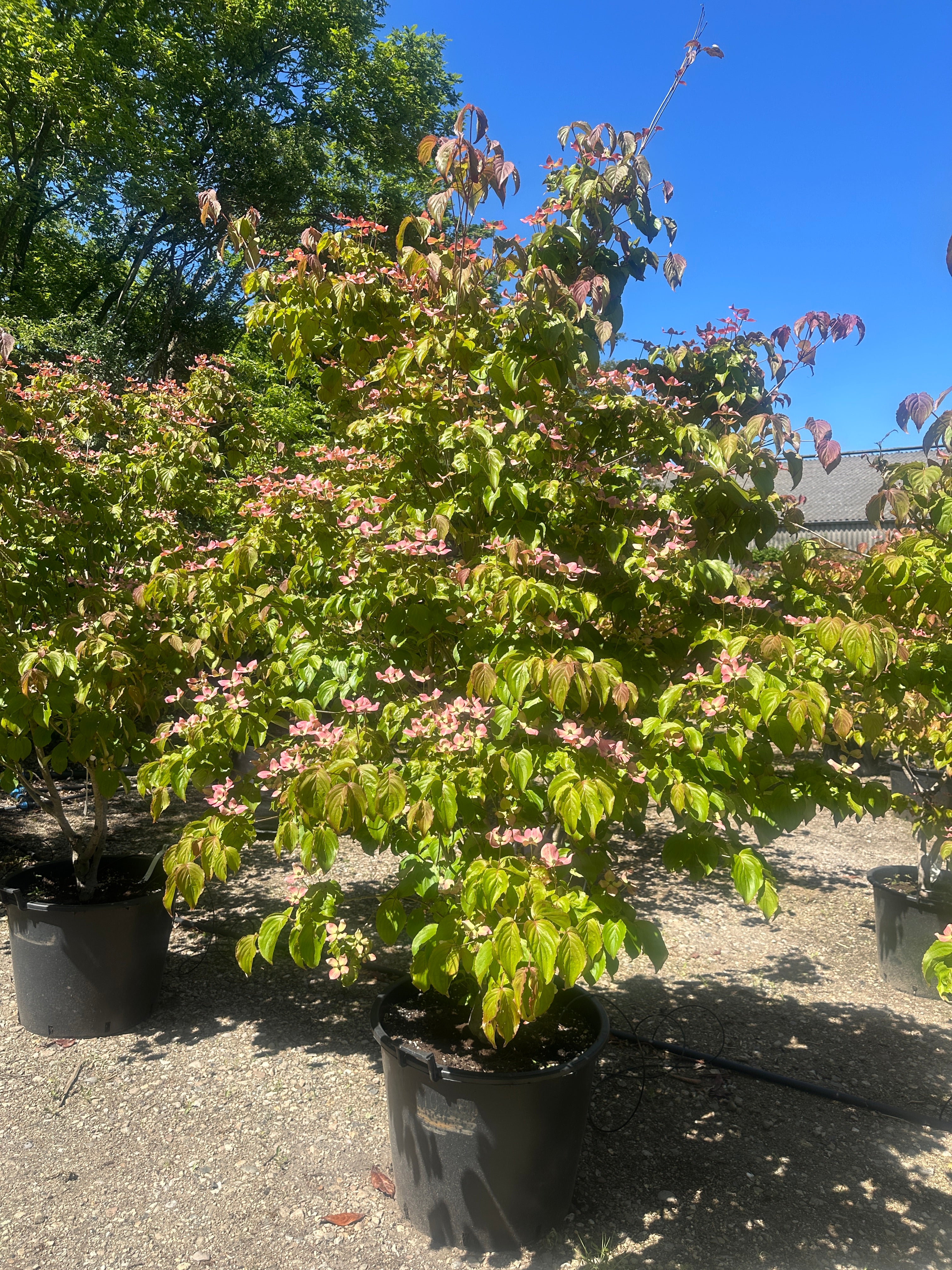 Blomstring med store, stjerneformede mørkrosa højblade på en Cornus kousa 'Satomi'.