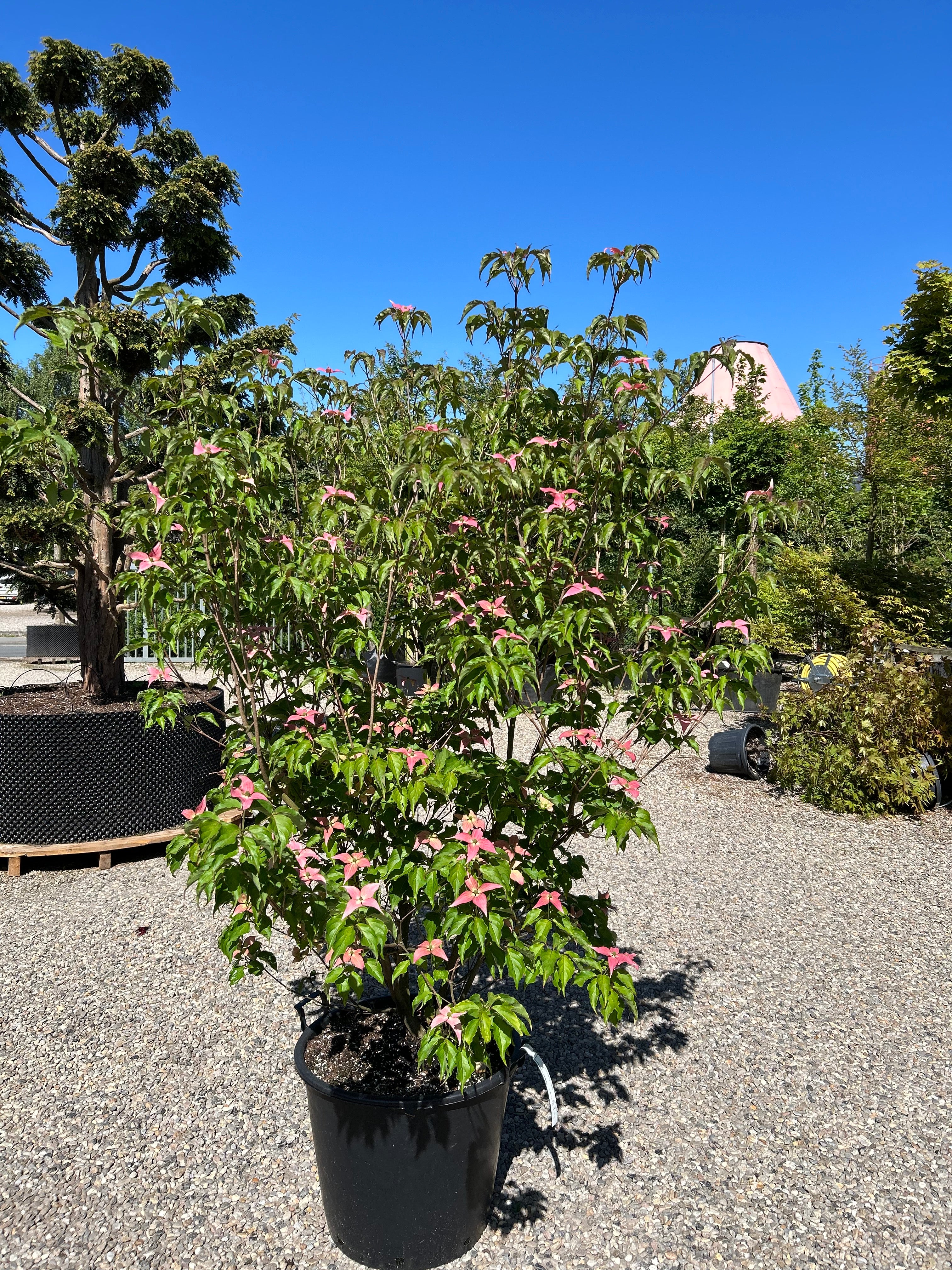 Koreakornel med rosafarvede blomster.