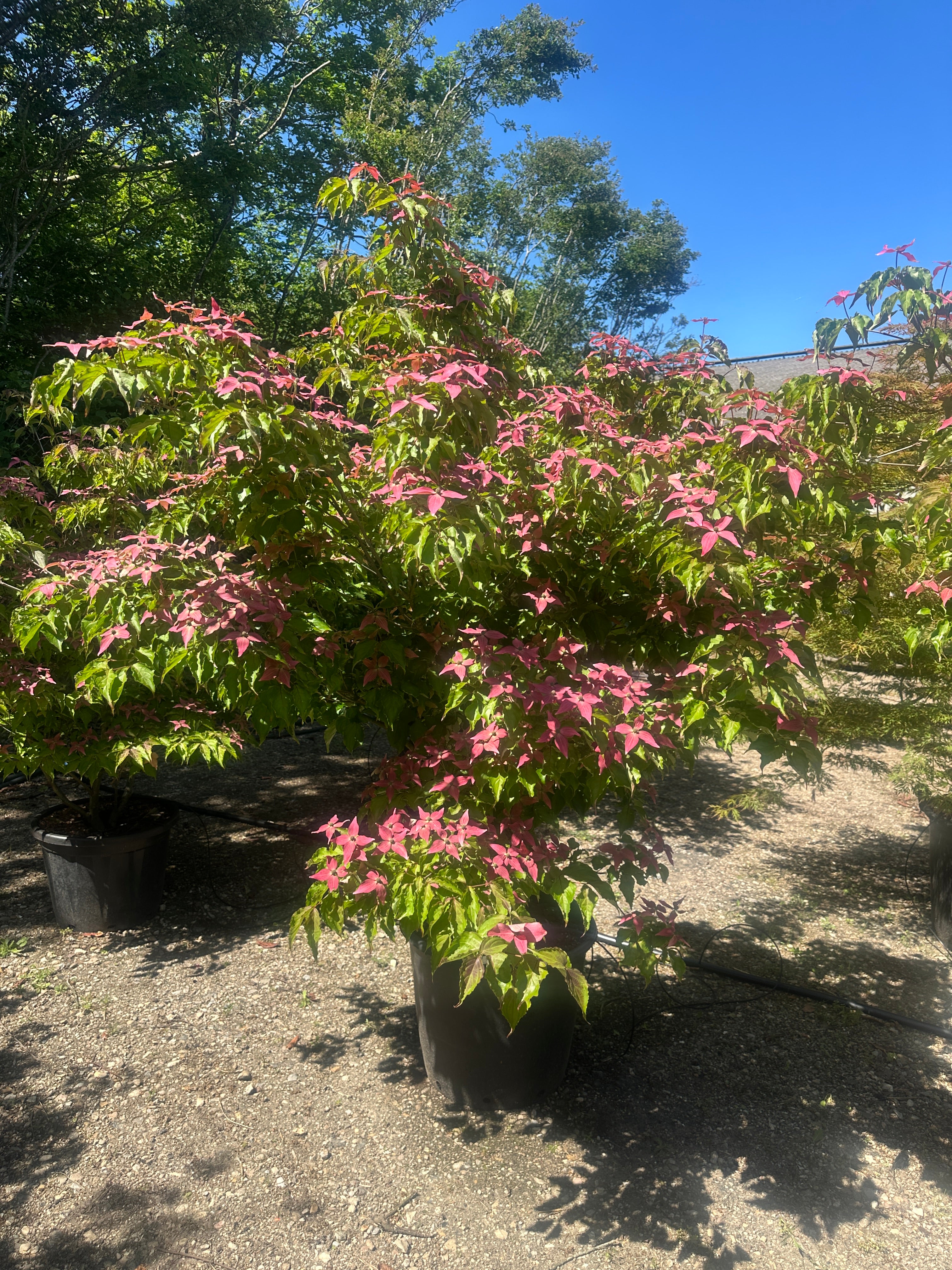 Frodig Cornus kousa Scarlet Fire koreakornel busk dækket af store, mørkerøde stjerneformede højblade.