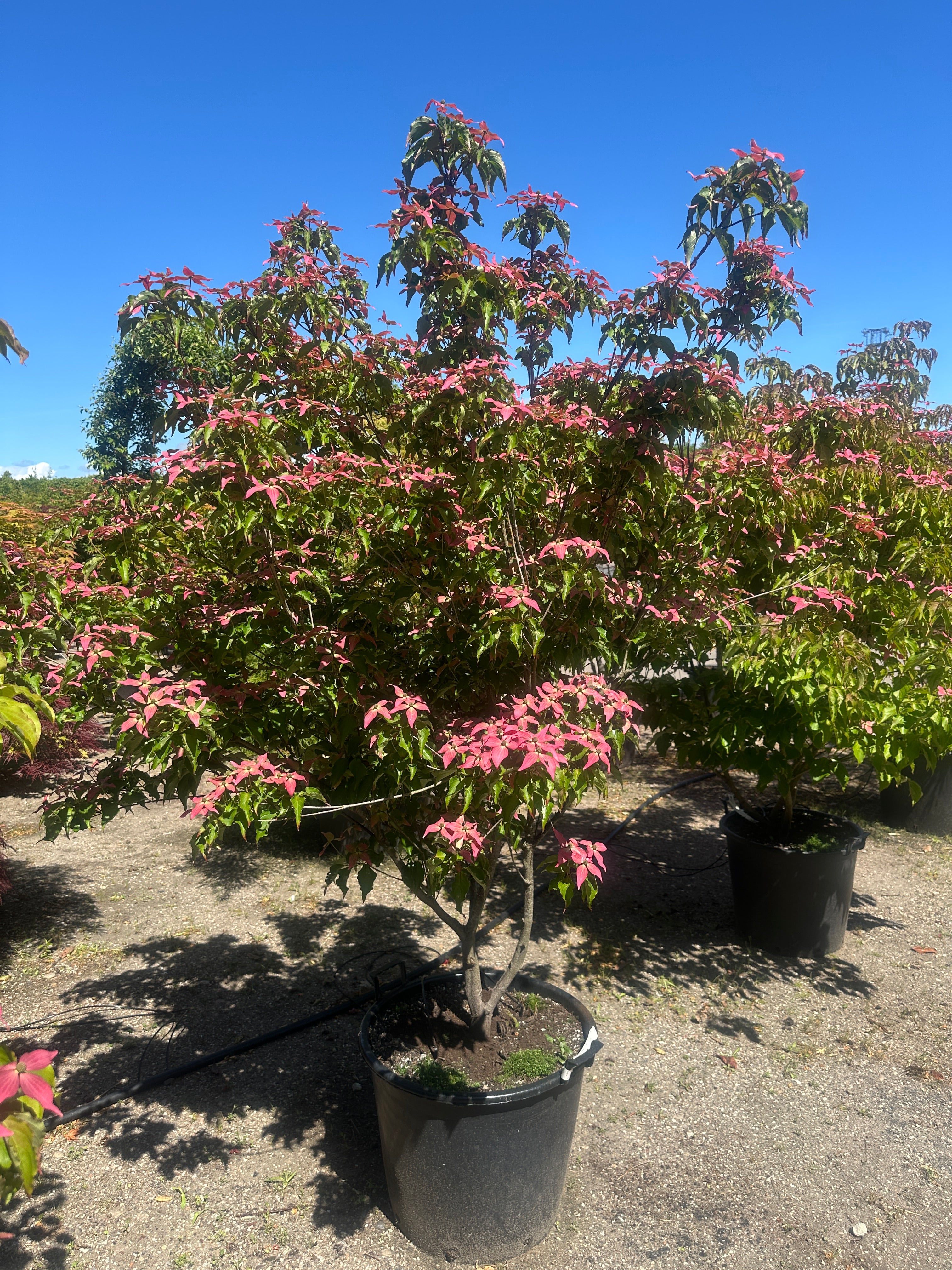 Frodig Cornus kousa Scarlet Fire koreakornel busk dækket af store, mørkerøde stjerneformede højblade.