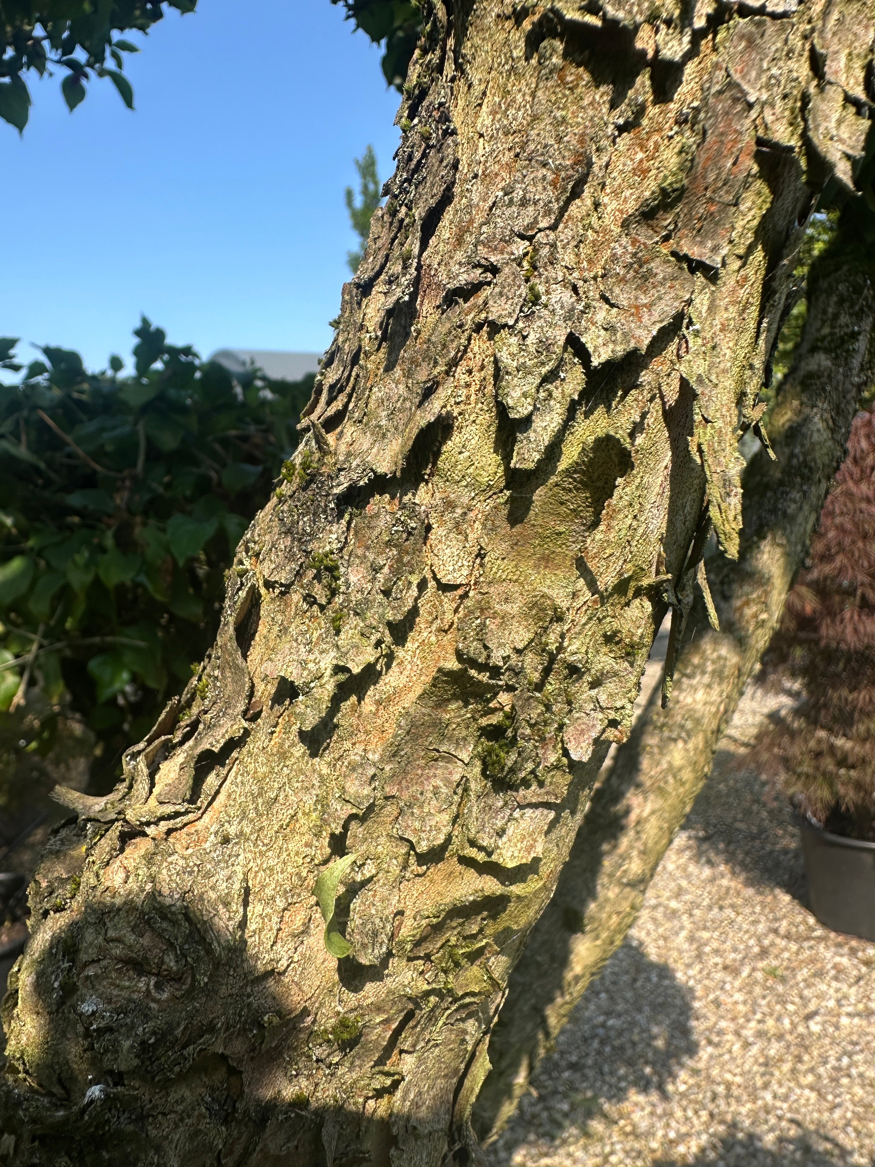 Detaljeret kig på den karakterfulde og let afskallende gråbrune stamme på en Cornus mas kirsebærkornel bonsai.