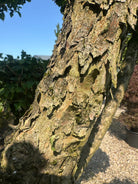 Detaljeret kig på den karakterfulde og let afskallende gråbrune stamme på en Cornus mas kirsebærkornel bonsai.