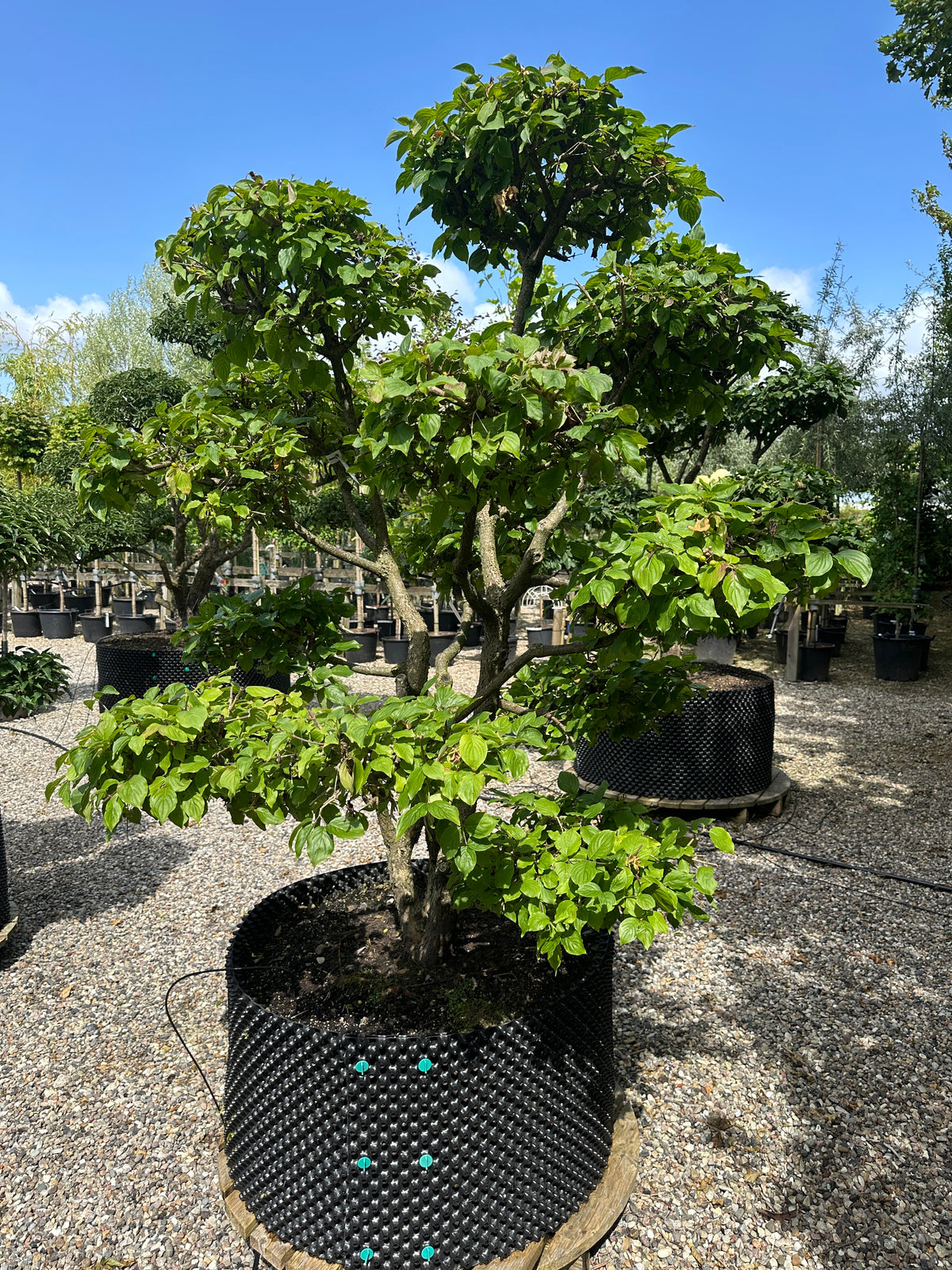 En Cornus mas bonsai med veldefinerede, tætte puder af friske grønne blade og en synlig, rå og afskallende gråbrun stamme.