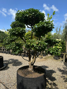 En Cornus mas bonsai med veldefinerede, tætte puder af friske grønne blade og en synlig, rå og afskallende gråbrun stamme.