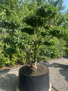 En Cornus mas bonsai med veldefinerede, tætte puder af grønne blade og en rå og afskallende gråbrun stamme.