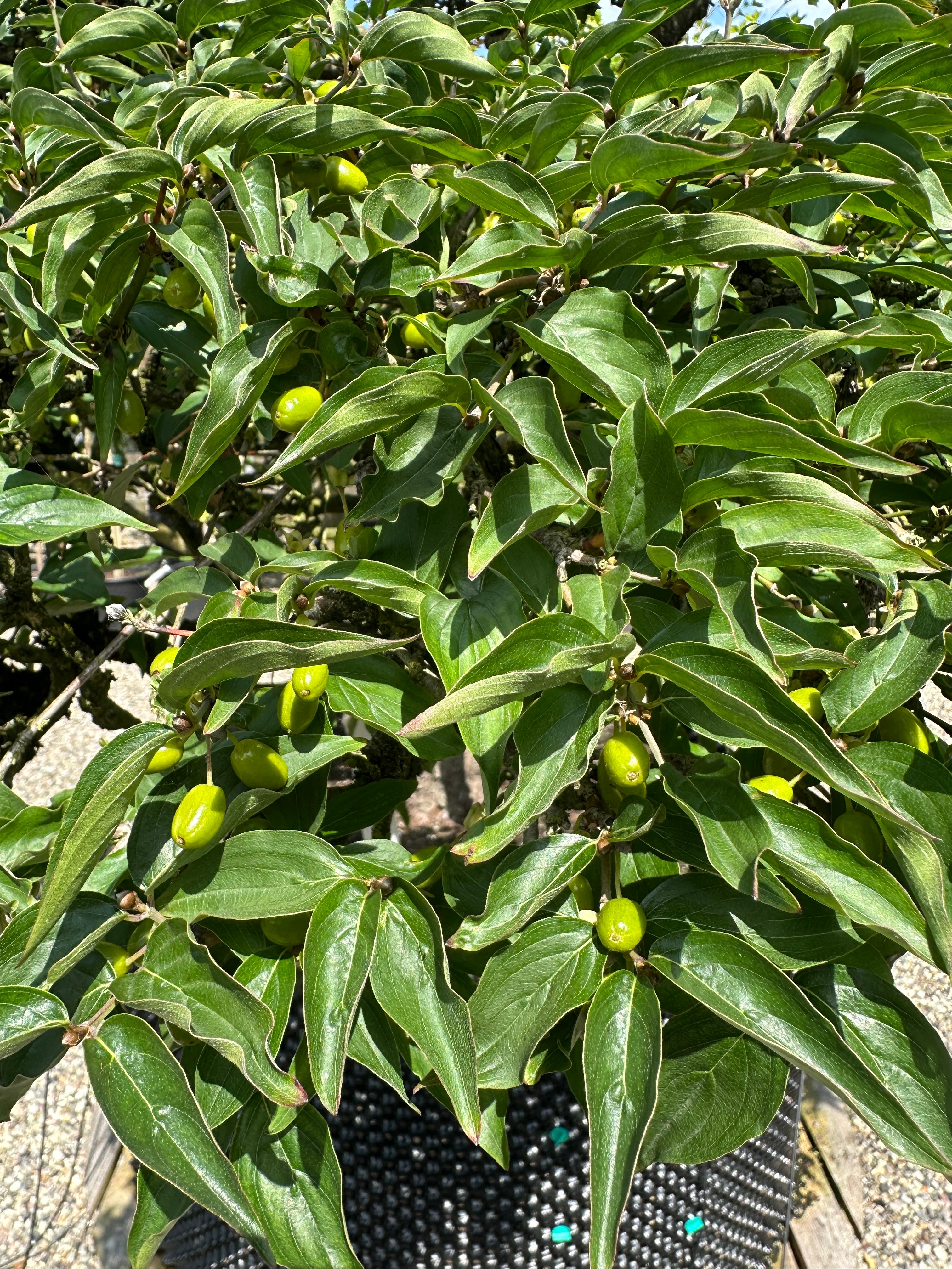 En Cornus mas bonsai med tætte, grønne løvpuder, hvor bittesmå, umodne grønne frugter gemmer sig langs grenene og den rå, afskallende stamme.