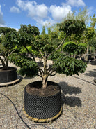 En Cornus mas bonsai i sommersæsonen med sirligt definerede, tætte puder af friske, ovale grønne blade, hvor den gråbrune, strukturerede stamme står centralt i billedet.