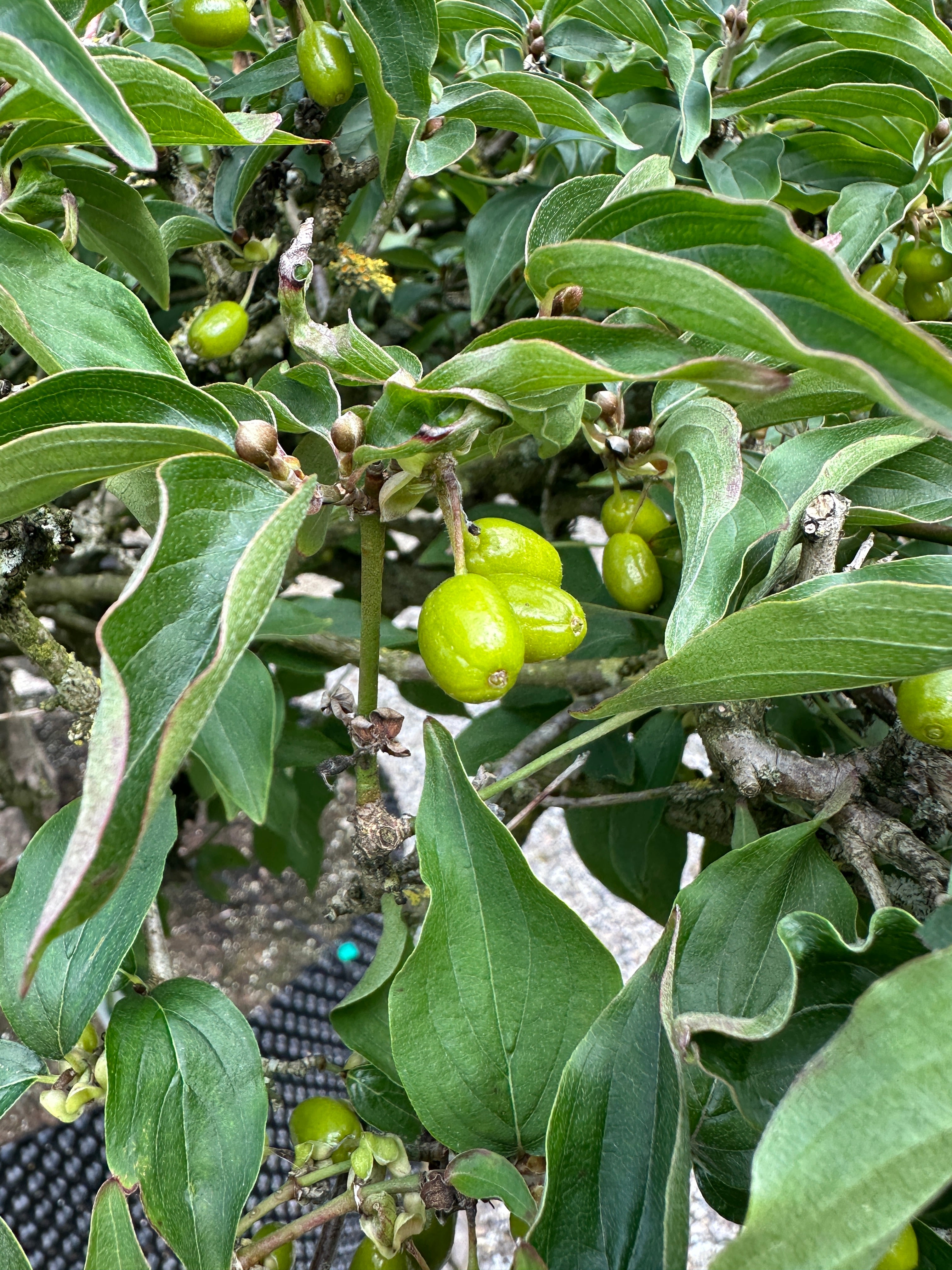 Frugterne på en Cornus mas bonsai, som viser et flot farvespil mellem aflange umodne frugter i lysegrønne nuancer og de grønne blade og en gråbrun stamme.
