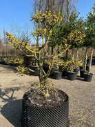 En løvfældende Cornus mas bonsai i den sene vinter, hvor stammens grove, afskallende bark forgrener sig ud til tætte, vandrette grene fyldt med runde, gule, svulmende blomsterknopper.