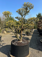 En Cornus mas bonsai i det tidlige forår med tætte, nøgne grene formet i puder, som står tæt med svulmende gule blomsterknopper på en rå, afskallende stamme.