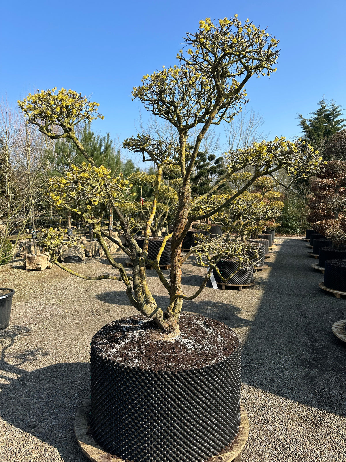 En Cornus mas bonsai i det tidlige forår med tætte, nøgne grene formet i puder, som står tæt med svulmende gule blomsterknopper på en rå, afskallende stamme.