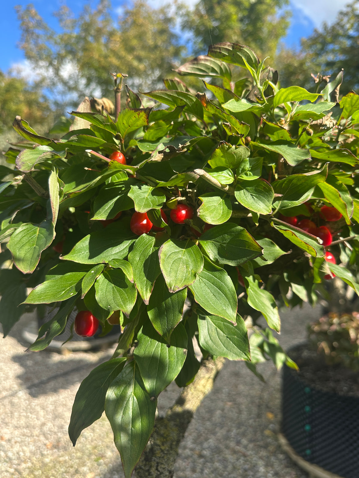 Paraplyformet 'Cornus mas'-kirsebærkornel i sensommeren, hvor de små, aflange og skinnende røde bær hænger tæt side om side imellem de friske, grønne blade.