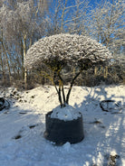 Paraplyformet 'Cornus mas'-kirsebærkornel om vinteren, hvor de nøgne, overhængende grene i den brede, flade krone er dækket af et fint lag hvid sne.