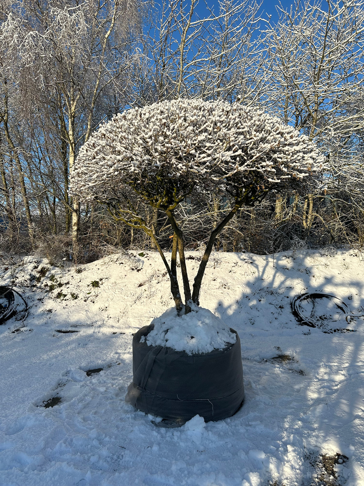 Paraplyformet 'Cornus mas'-kirsebærkornel om vinteren, hvor de nøgne, overhængende grene i den brede, flade krone er dækket af et fint lag hvid sne.