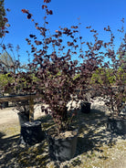  'Purpurea'-blodhasselbusk, hvor de store, mørkerøde til dybviolette blade dækker den brede, oprette busk helt fra bunden af grene midt på sommeren.