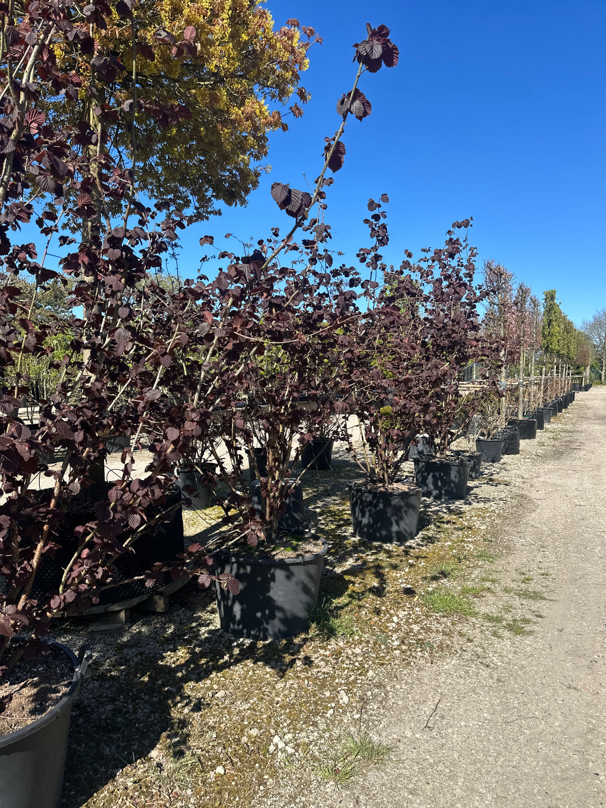  'Purpurea'-blodhasselbusk, hvor de store, mørkerøde til dybviolette blade dækker den brede, oprette busk helt fra bunden af grene midt på sommeren.