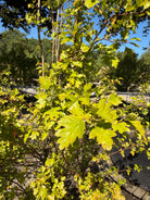 Karakteristiske fligede, dybgrønne blade på en almindelig hvidtjørn, Crataegus monogyna.