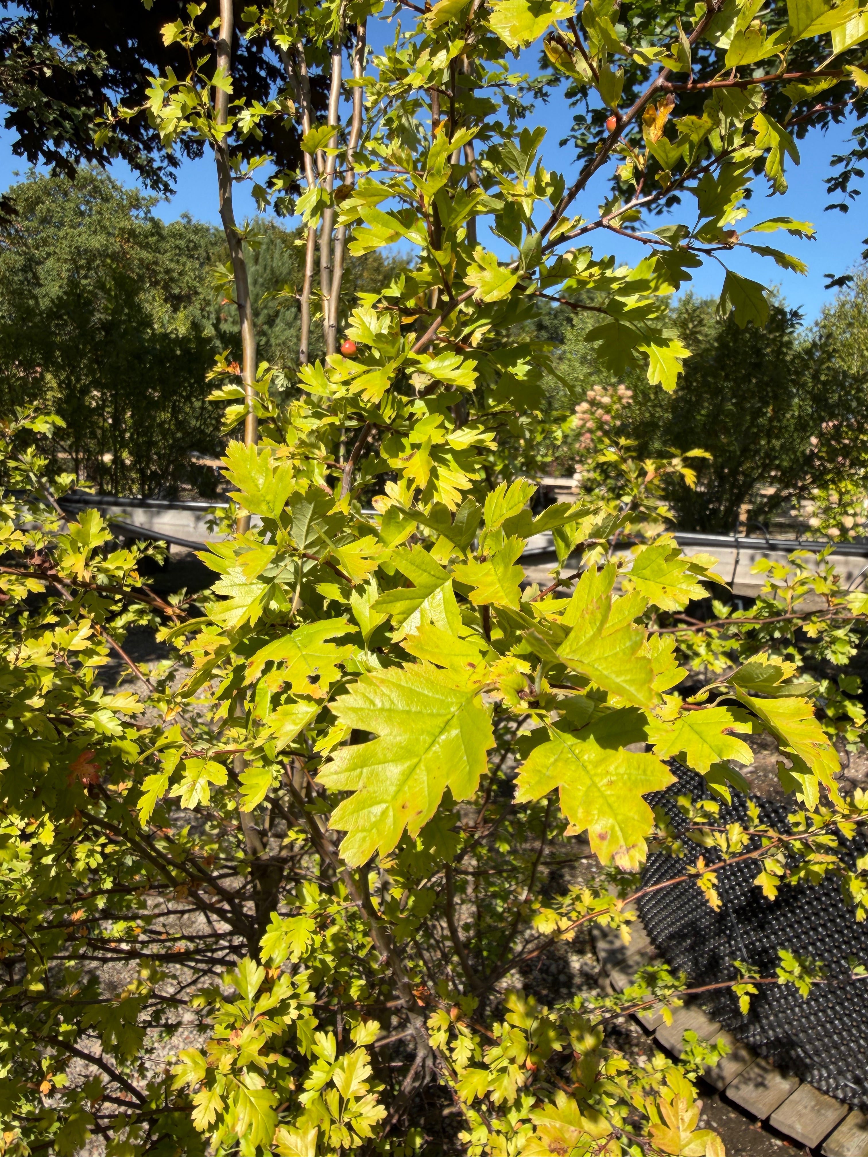 Karakteristiske fligede, dybgrønne blade på en almindelig hvidtjørn, Crataegus monogyna.