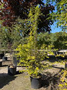 Multistammet Crataegus monogyna almindelig hvidtjørn som karakterfuldt flerstammet prydtræ med tæt, bred krone.
