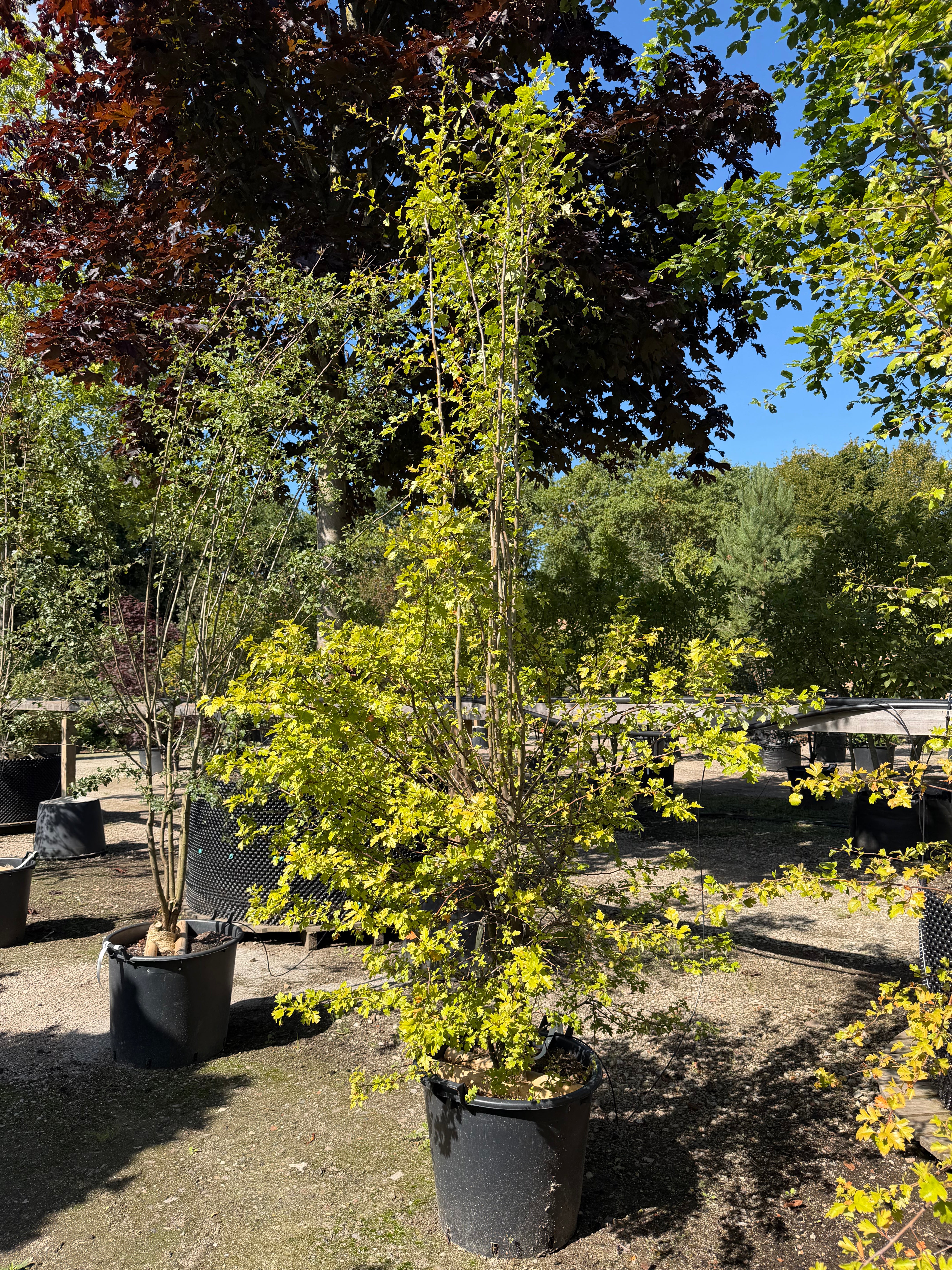 Multistammet Crataegus monogyna almindelig hvidtjørn som karakterfuldt flerstammet prydtræ med tæt, bred krone.