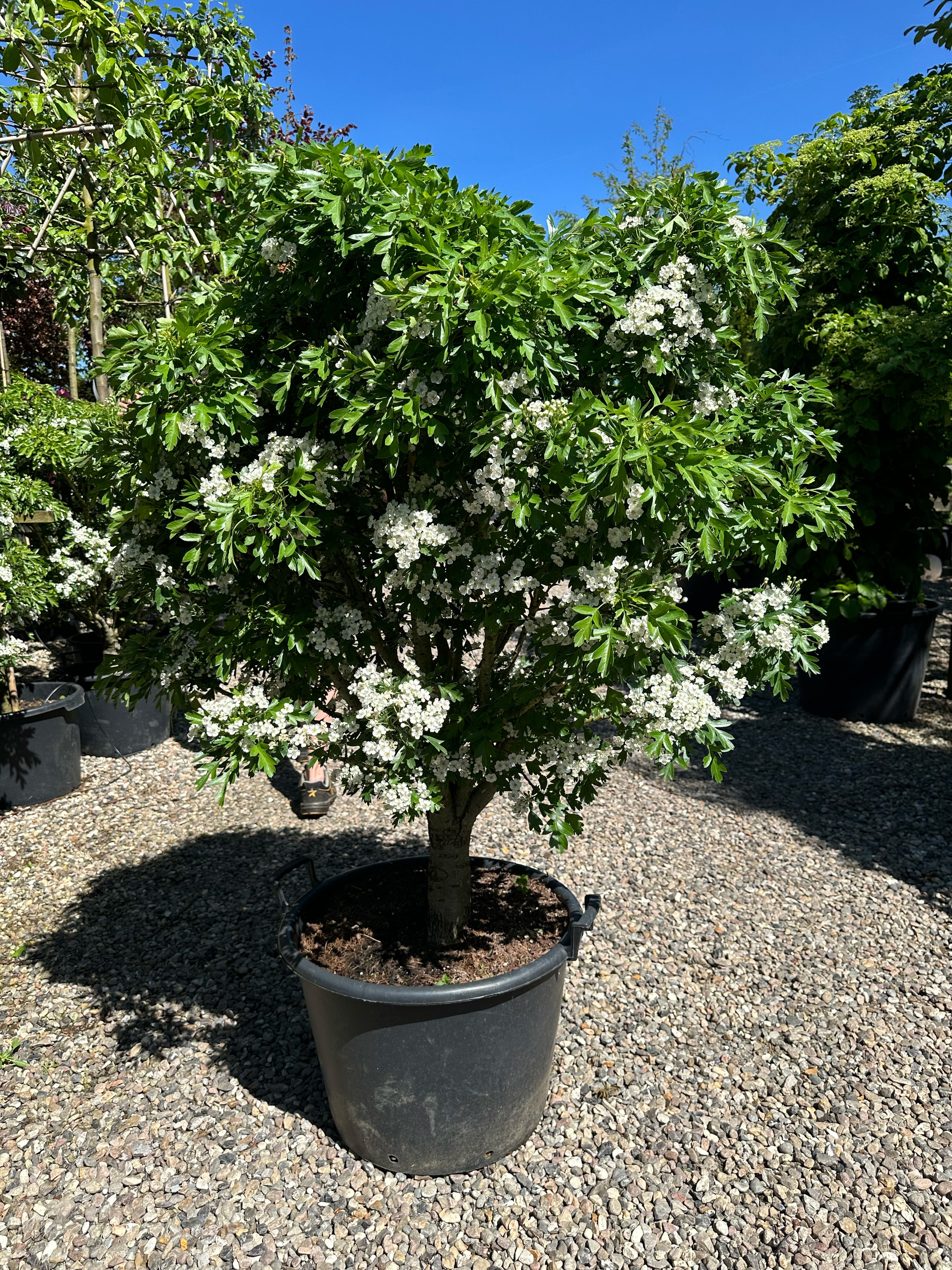 'Crataegus monogyna 'Compacta''-hvidtjørnebusk i forsommeren, hvor de små, hvide blomsterklaser sidder tæt fordelt over de mørkegrønne, fligede blade.