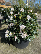 Robust og tæt rhododendron Cunninghams White som havebusk i fuld forårsblomstring dækket af store kridhvide blomsterklaser.