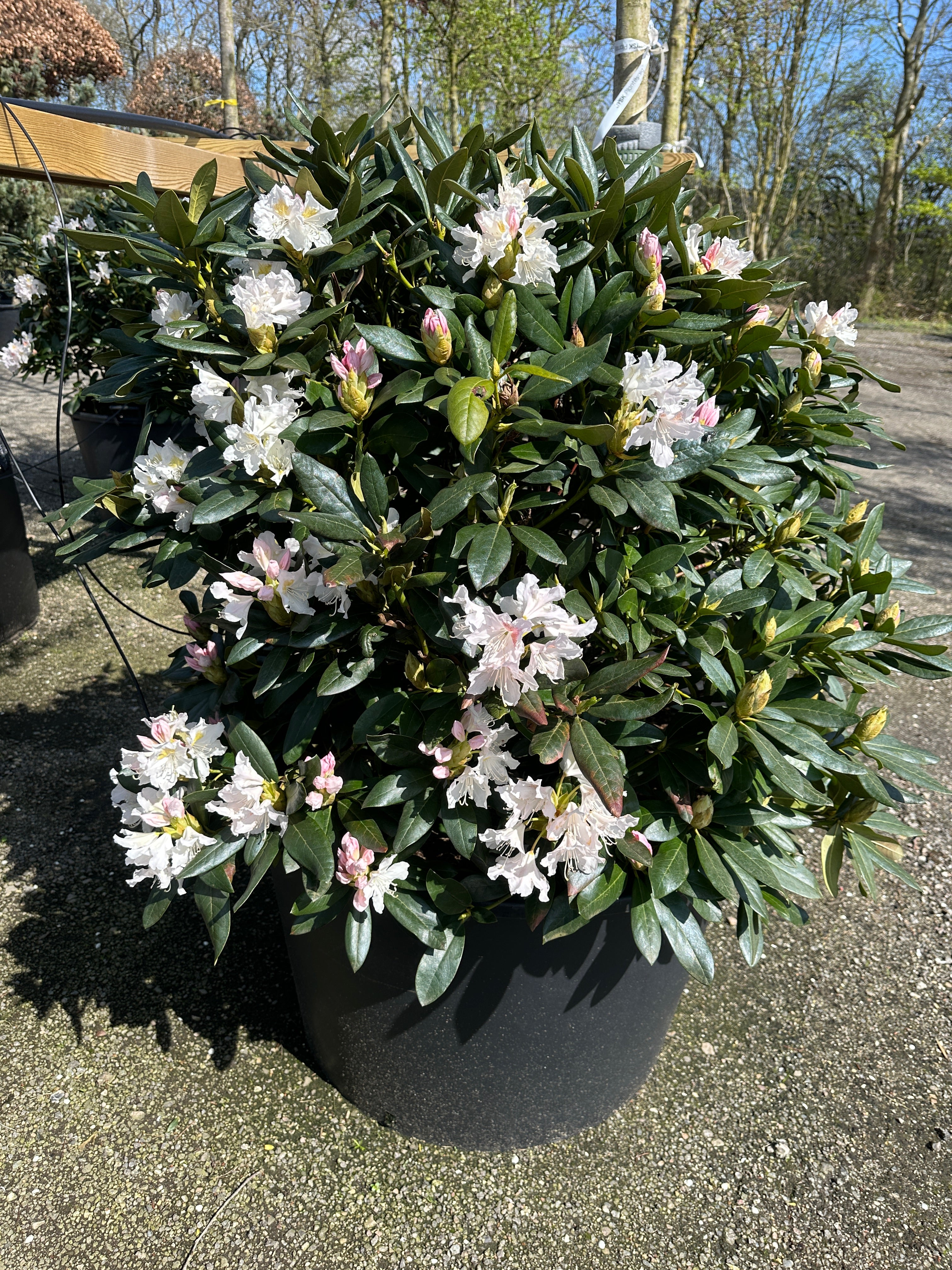 Robust og tæt rhododendron Cunninghams White som havebusk i fuld forårsblomstring dækket af store kridhvide blomsterklaser.