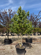 Multistammet duetræ, Davidia involucrata med en flot, forgrenet stammestruktur og karakteristiske, hjerteformede grønne blade.