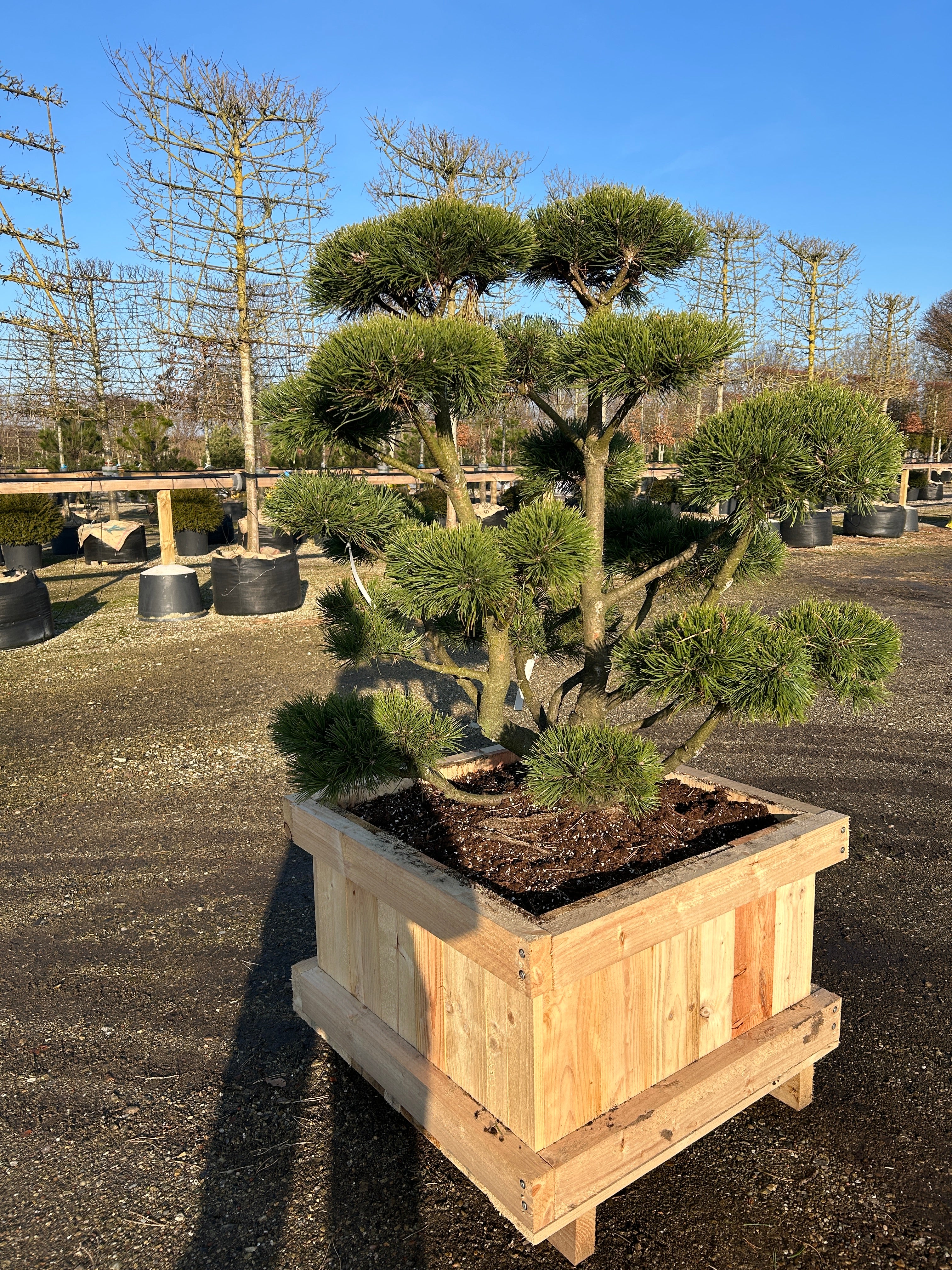 Bjergfyr formklippet som bonsai med robust stamme.