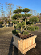 Bjergfyr formklippet som bonsai med robust stamme.