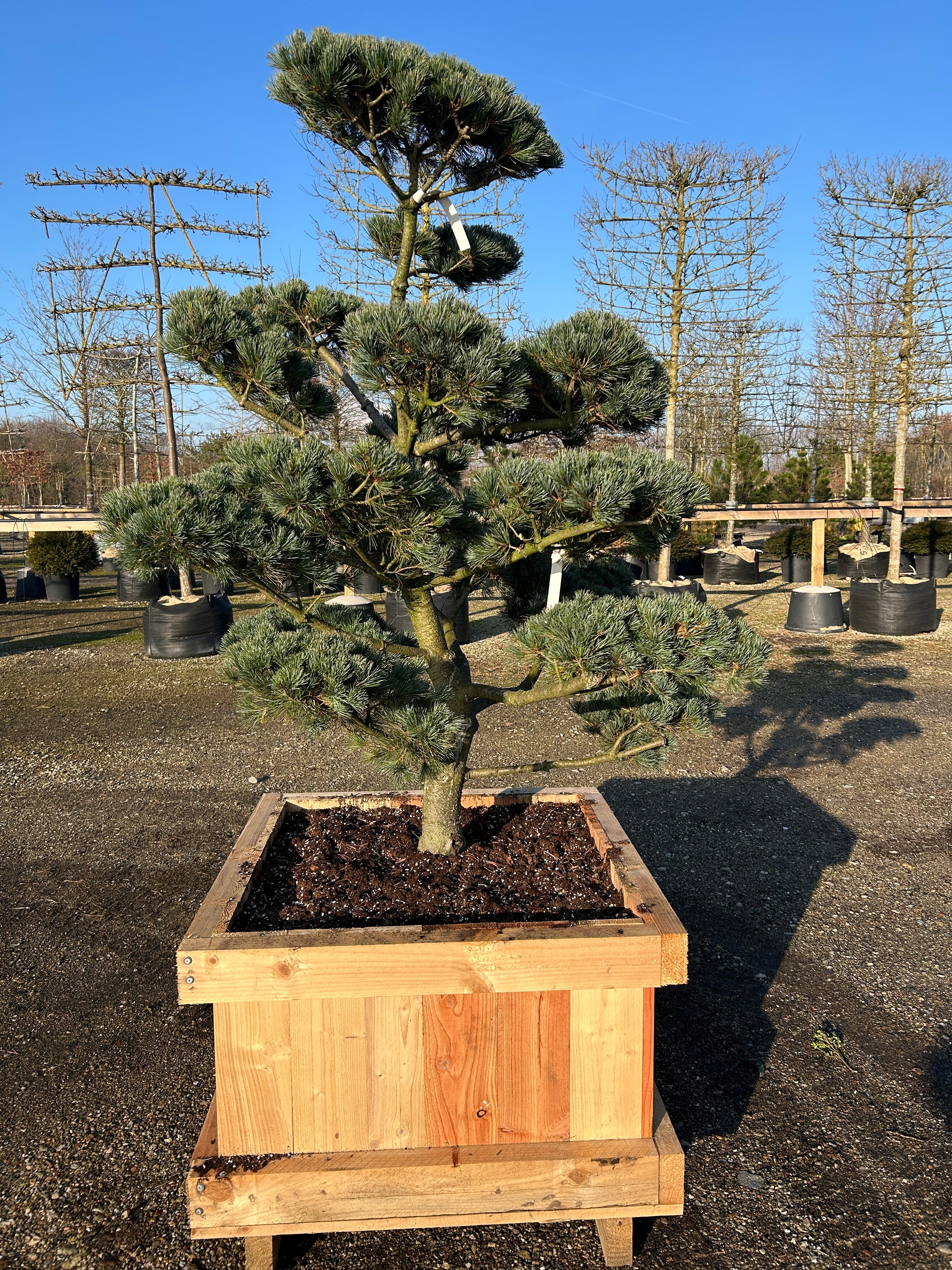 bonsaiklippet penselfyr, med en naturlig svingende stamme og flotte puder. 