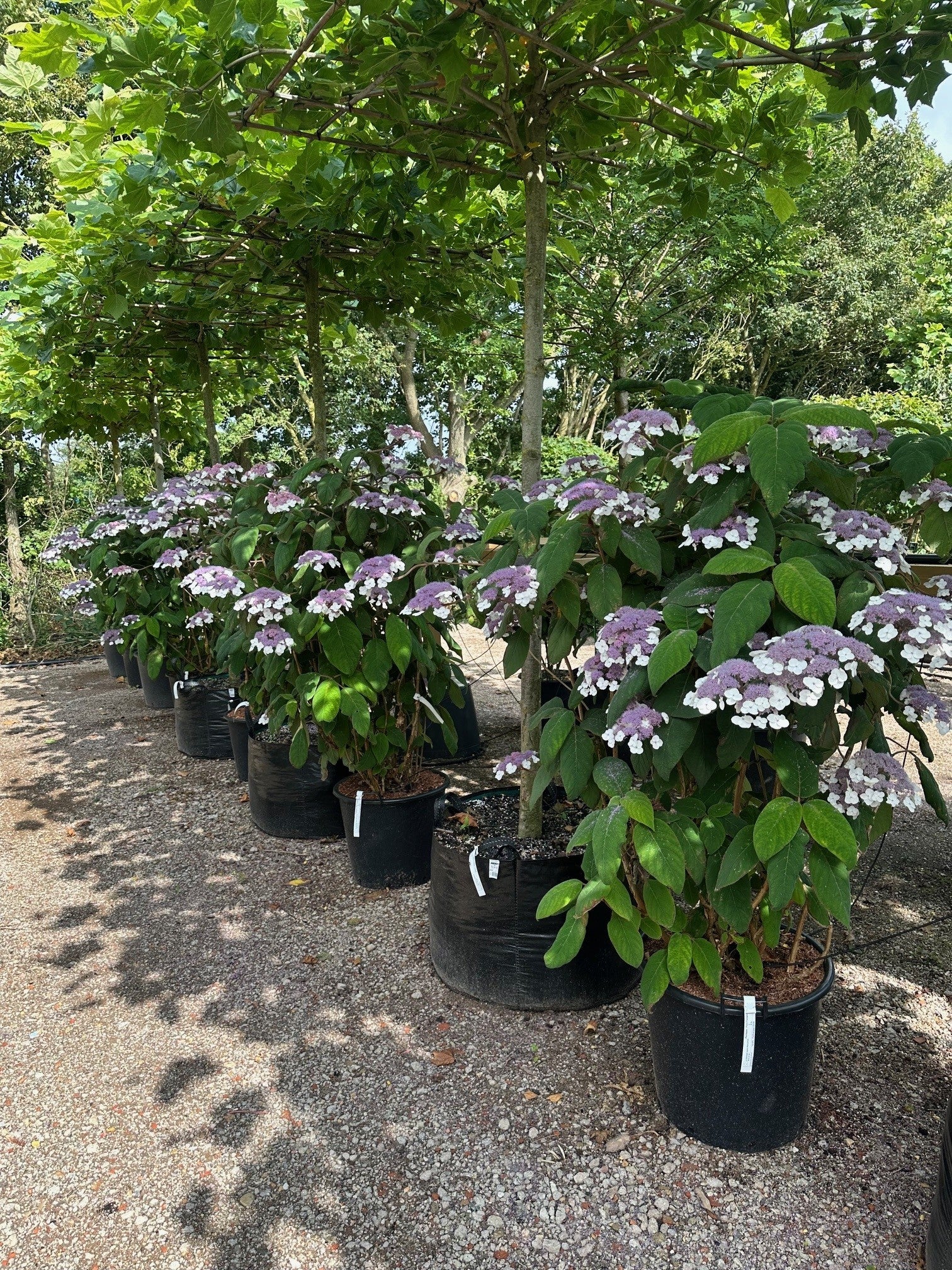 Dekorativ blomstrende hydrangea a. Marcophylla, hortensia med smukke lilla blomster