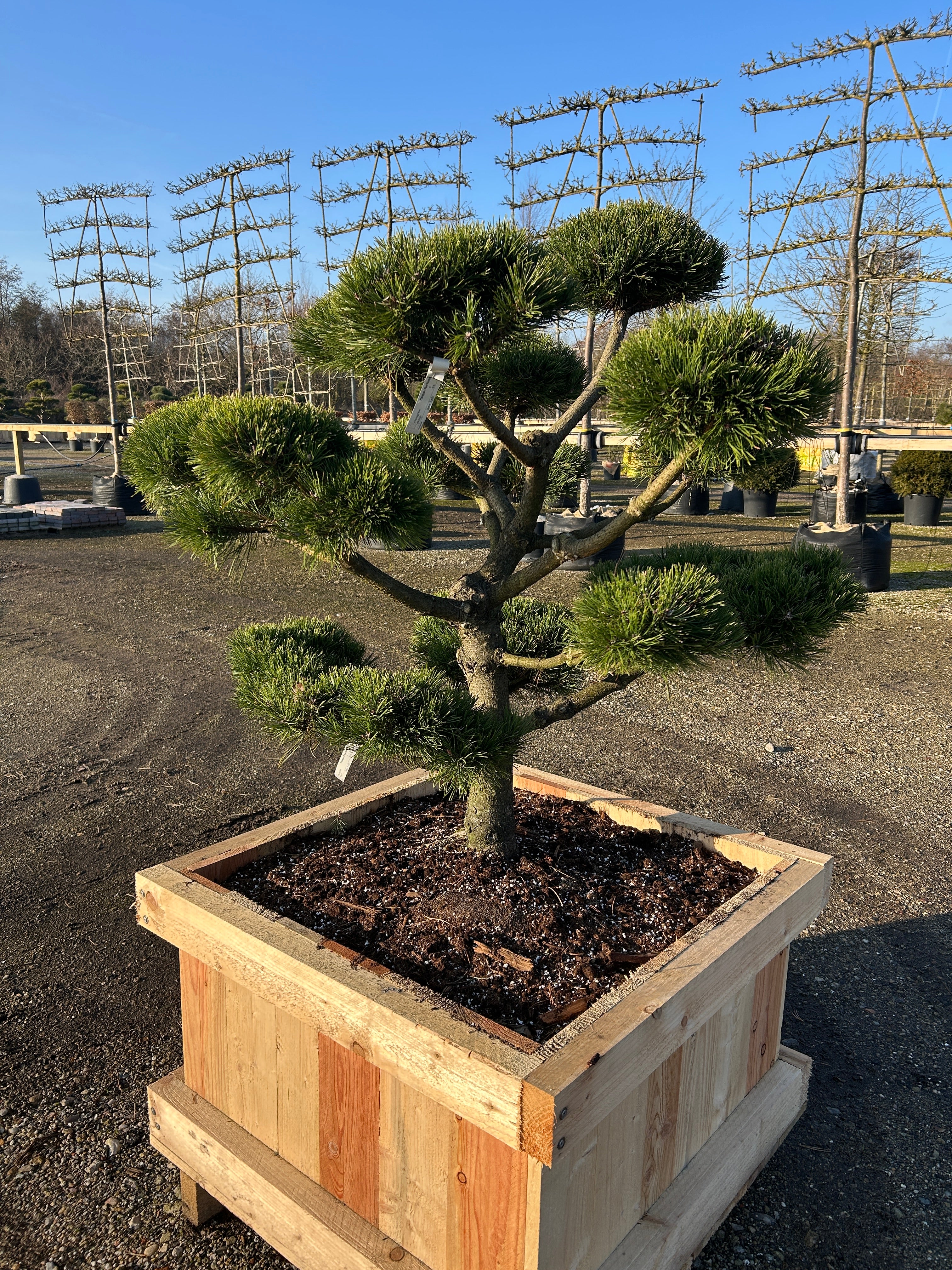 Skulpturel Bjergfyr klippet som bonsai med kraftige grene med den karakteristiske grønne barkfarve