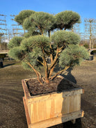 Dekorativ bonsai skovfyr med ru bark og blågrønt løv.