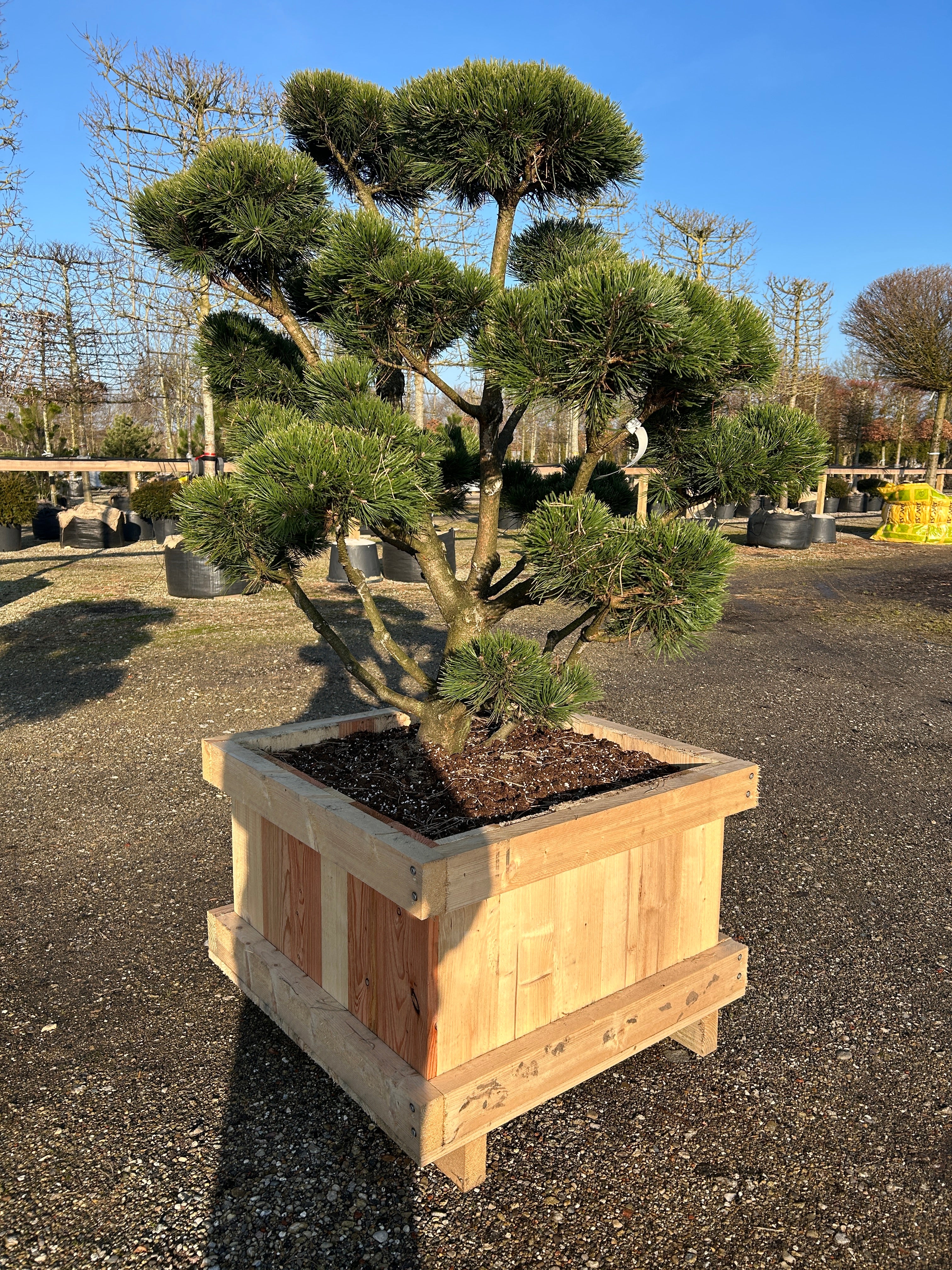 Klassisk bonsaiklippet bjergfyr med kompakt nålevækst.