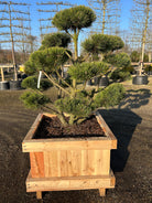 Skulpturel harmoniske bonsaiklipper bjergfyr