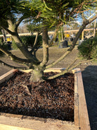 Pinus mugo bonsai med kraftig stamme og tæt nålevækst.