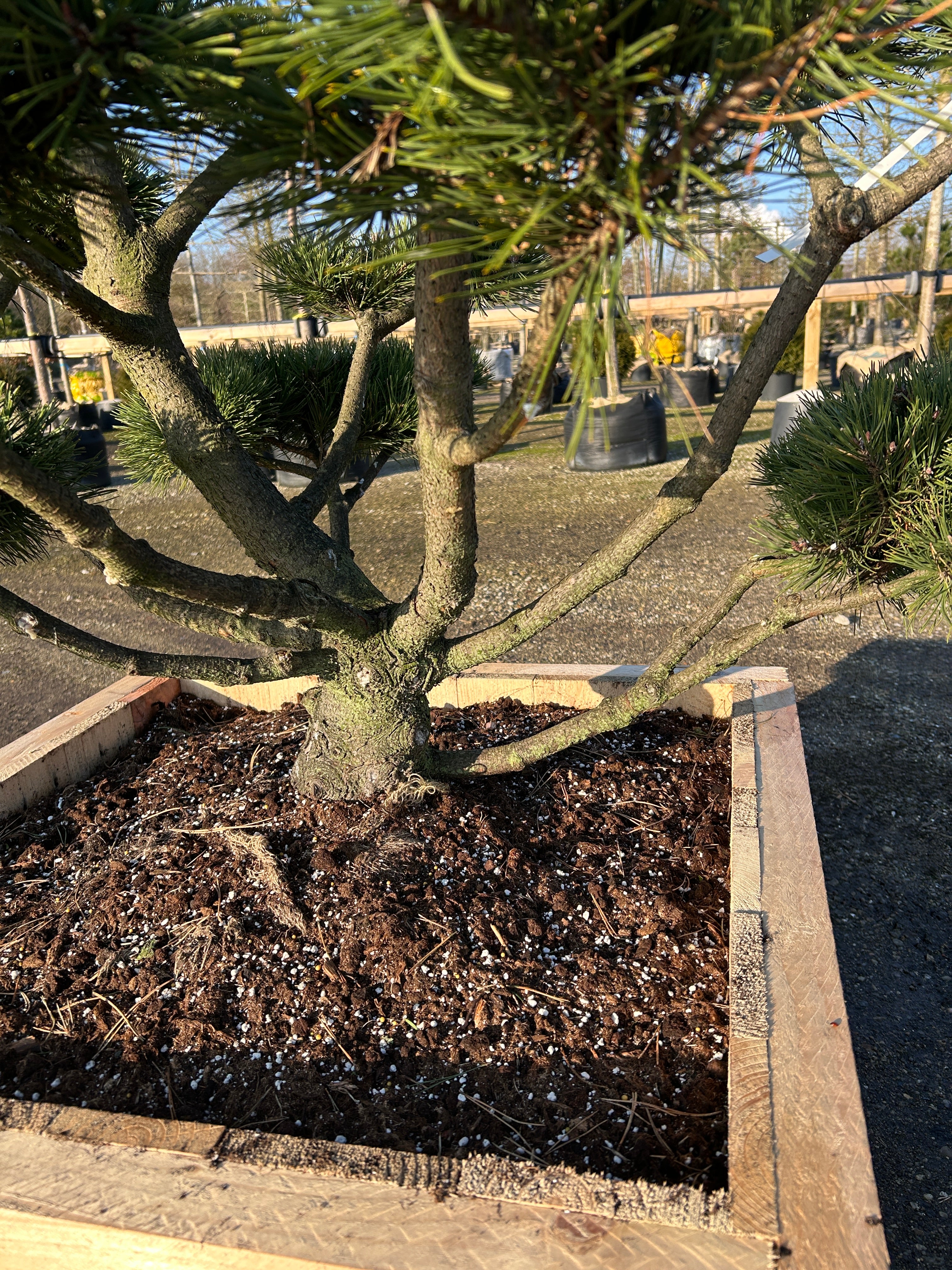 Pinus mugo bonsai med kraftig stamme og tæt nålevækst.