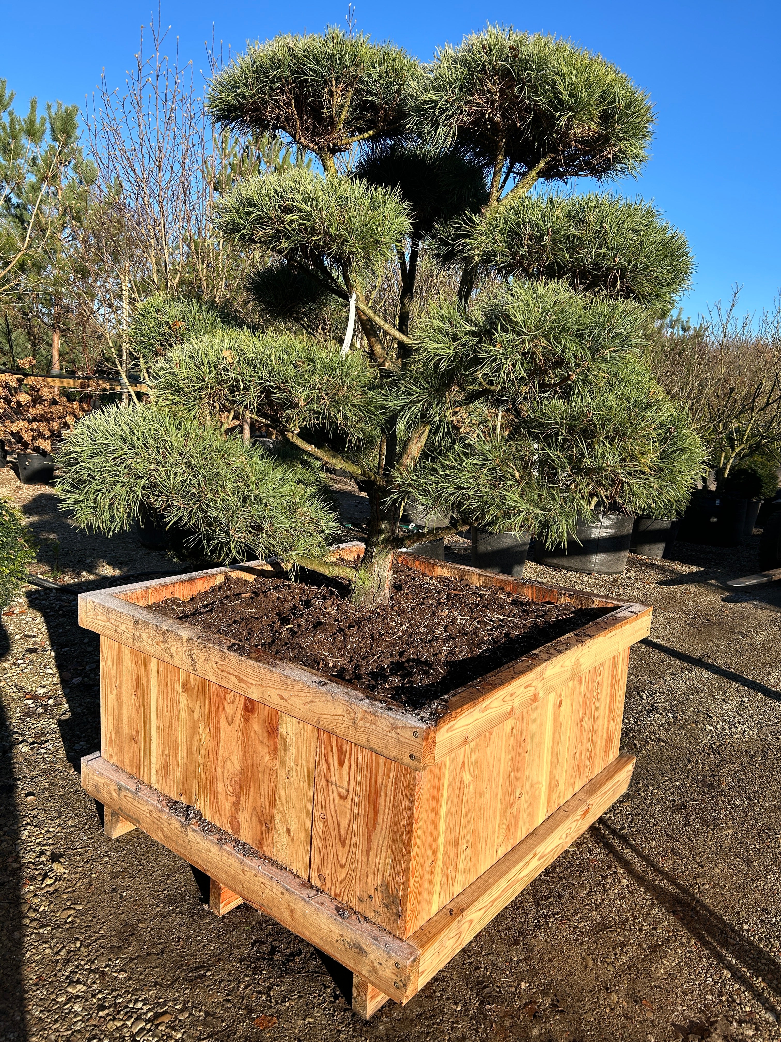 Kraftige skulpturelle bonsaiklippet skovfyr med tykke grene og flotte puder