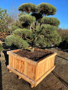 Kraftige skulpturelle bonsaiklippet skovfyr med tykke grene og flotte puder