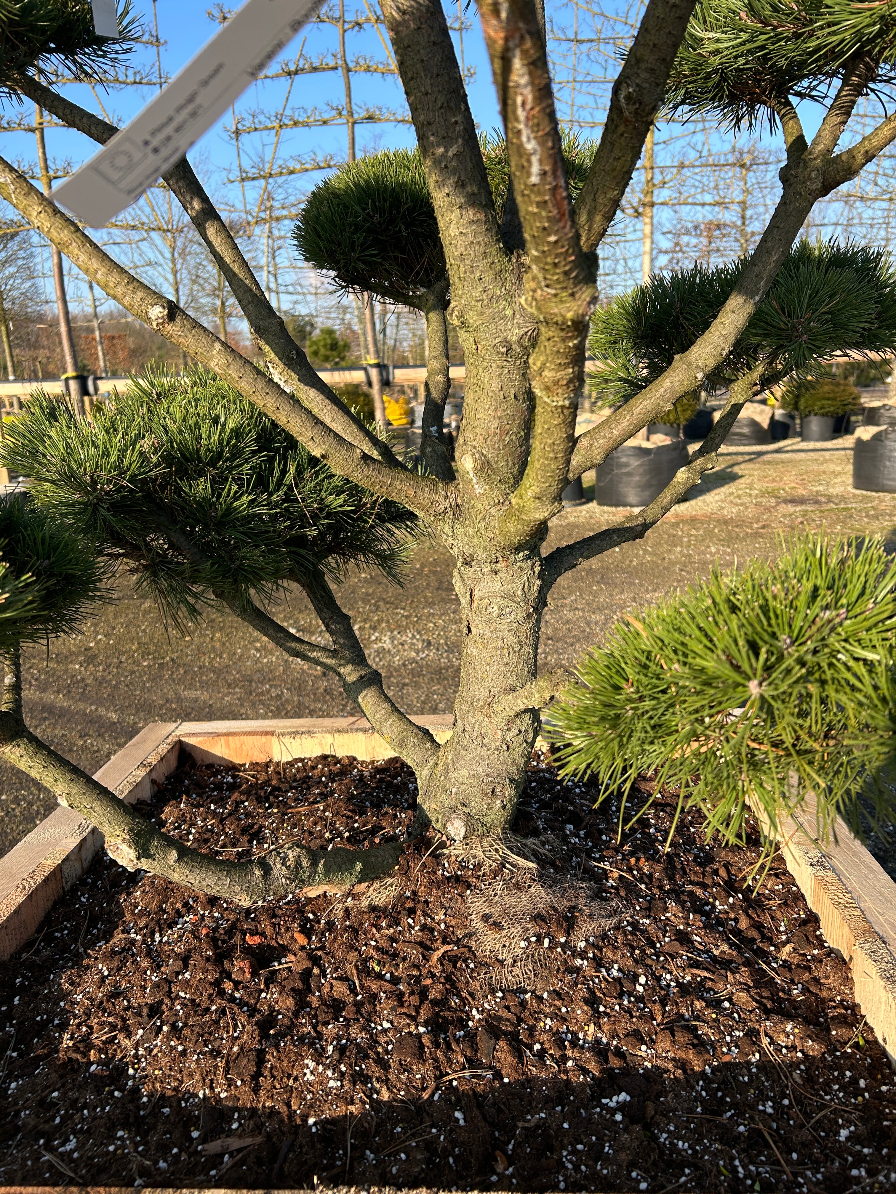 Dekorative kraftige stammer på Bonsaiklippet bjergfyr med grågrøn barkfarve 