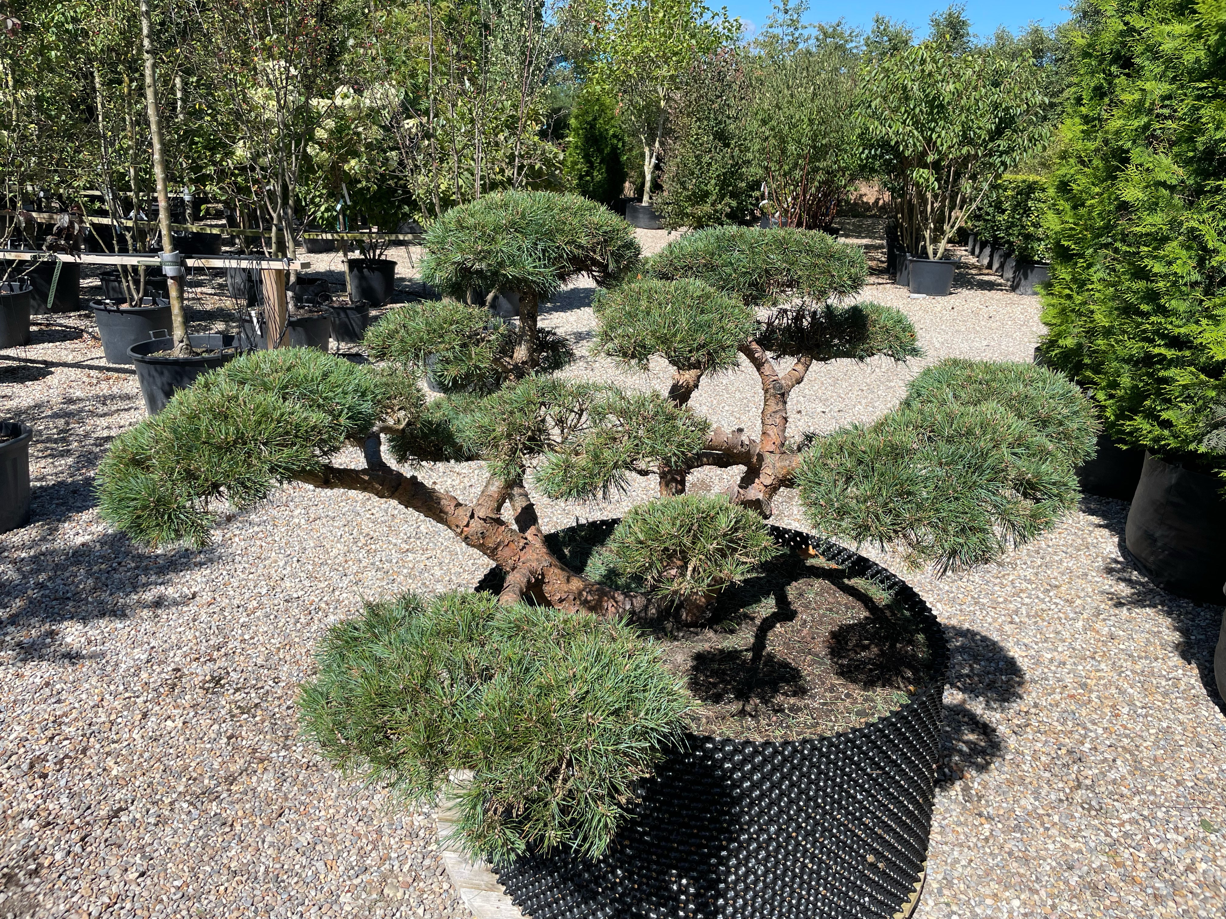 Pinus sylvestris 'Repens' bonsai med tætte, blågrøne puder af korte, parvise nåle, hvor den rillede, karakterfulde stamme danner et råt og naturligt centrum.