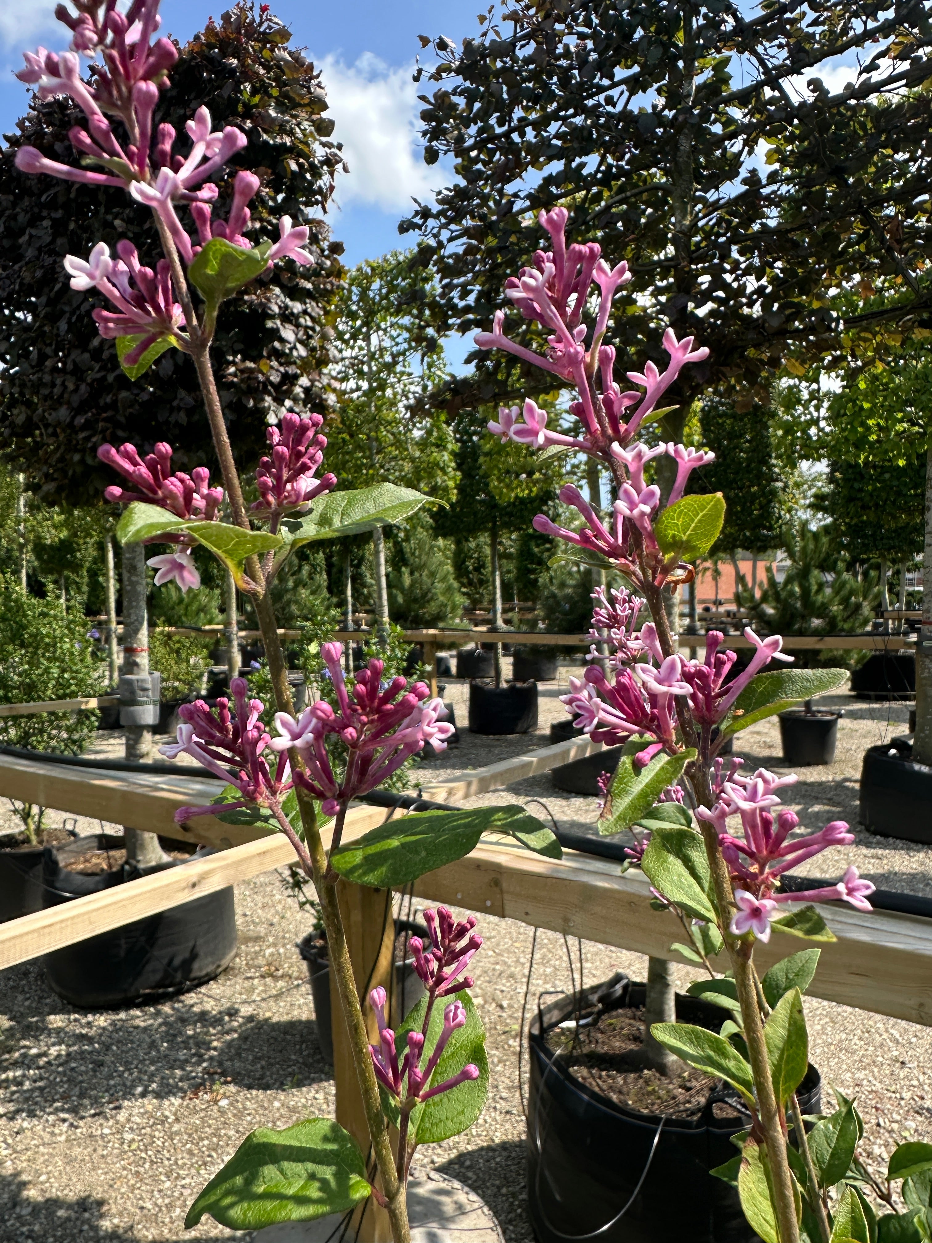 Kompakt Syringa meyeri Josée dværgsyren i potte med grønne blade og små lilla blomsterknopper før udspring.