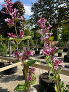 Kompakt Syringa meyeri Josée dværgsyren i potte med grønne blade og små lilla blomsterknopper før udspring.