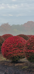 kugleklippet Vinget benved (Euonymus alatus) i strålende røde efterårsfarver.