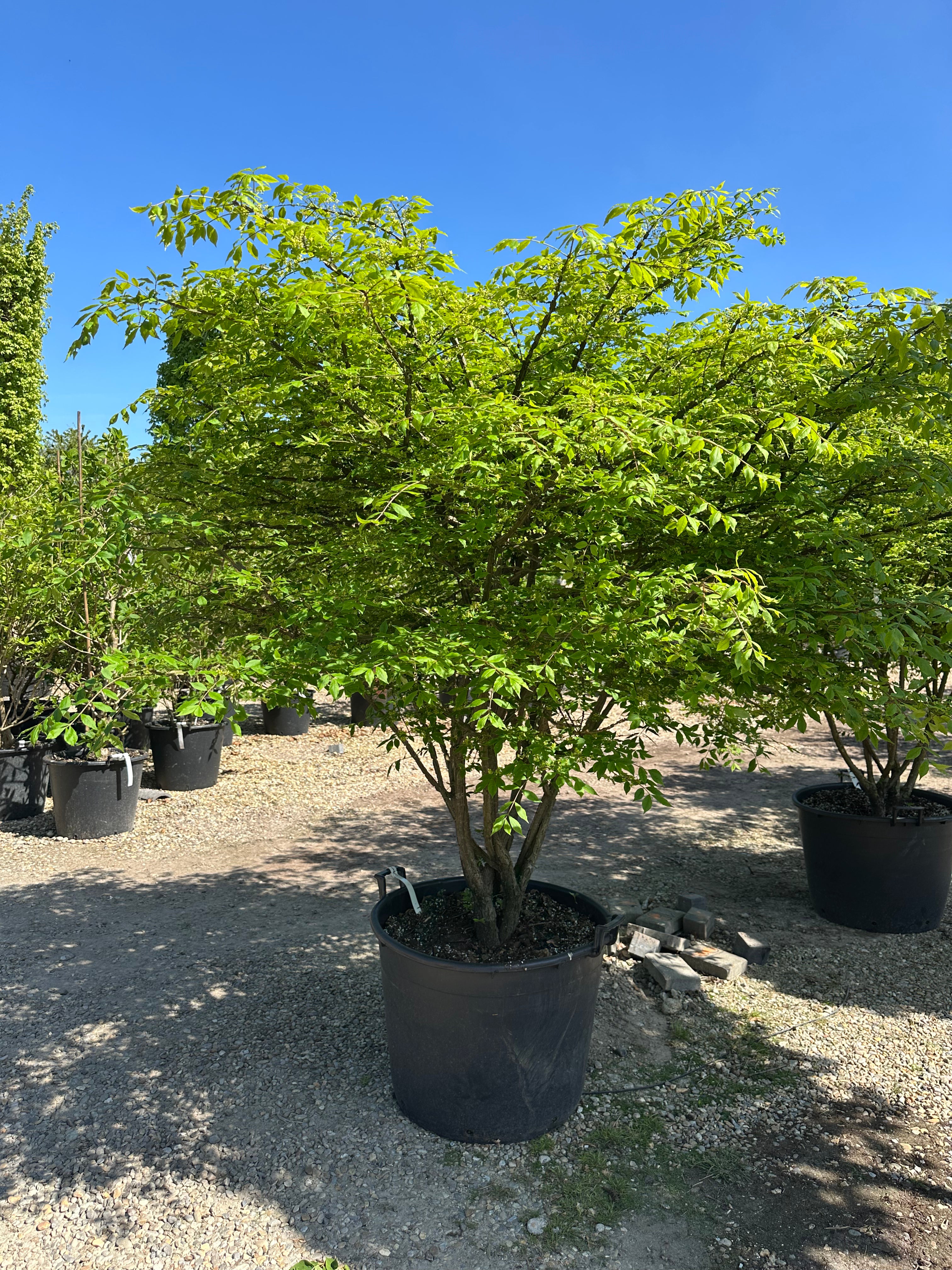 Multistammet 'Euonymus alatus'-vinget benved, hvor flere stammer forgrener sig fra jorden og bærer en bred krone dækket af friske, grønne blade midt på sommeren.