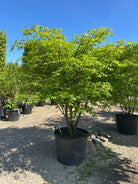 Multistammet 'Euonymus alatus'-vinget benved, hvor flere stammer forgrener sig fra jorden og bærer en bred krone dækket af friske, grønne blade midt på sommeren.