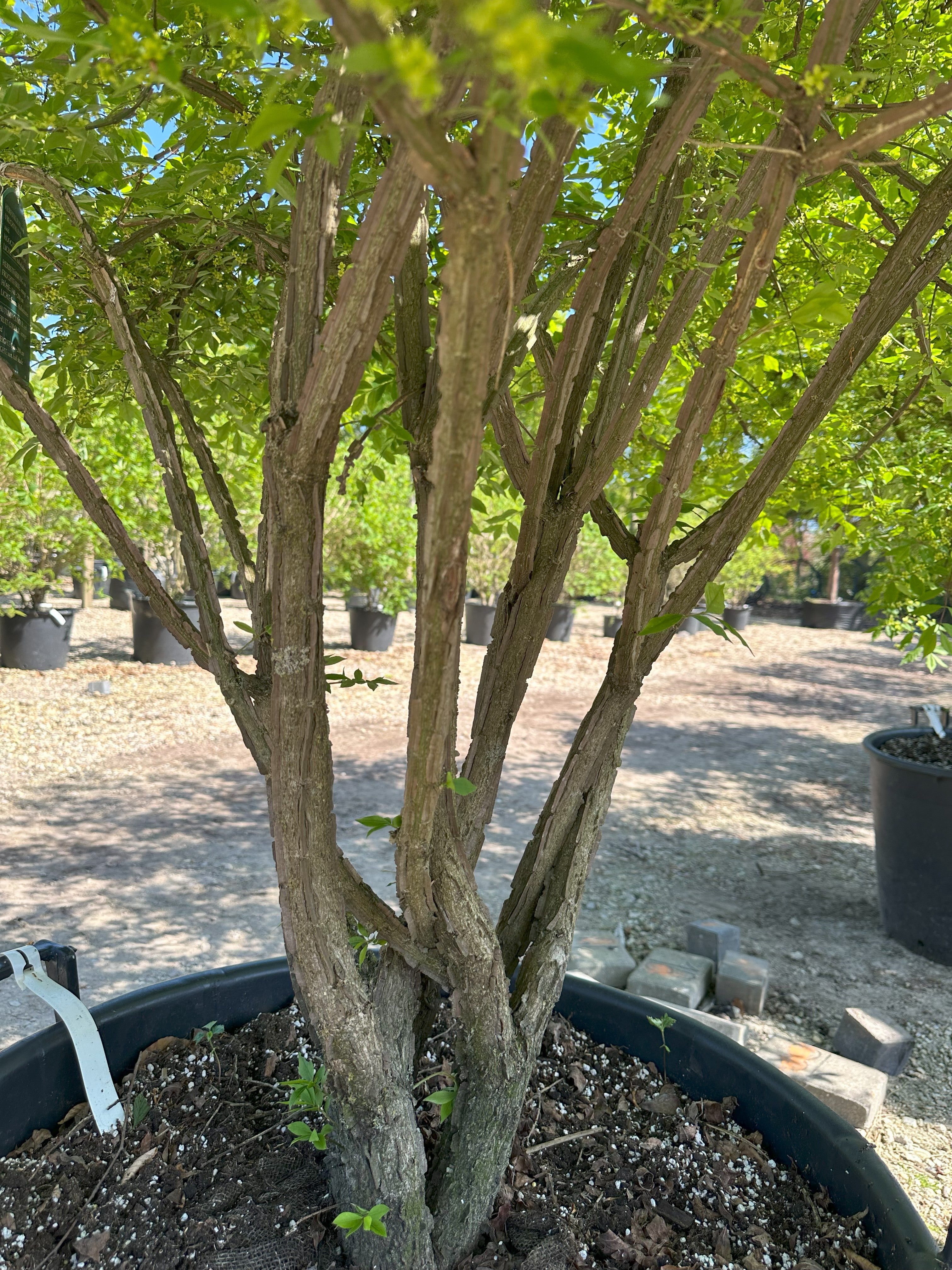 Multistammet 'Euonymus alatus'-vinget benved, hvor flere gråbrune stammer forgrener sig fra jorden og viser de karakteristiske, brede og flade korkvinger på barken.